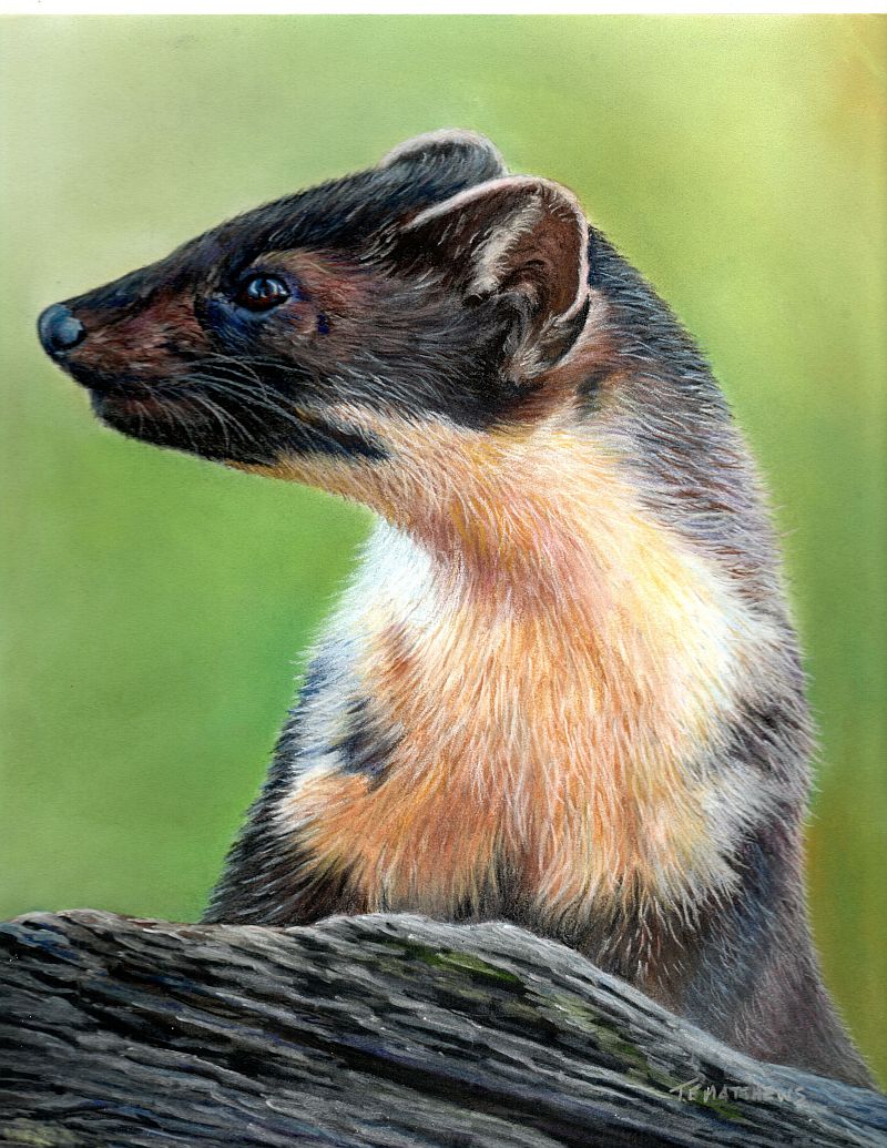 Pine Martin