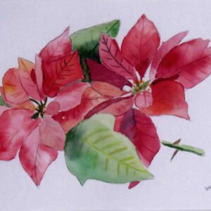 Poinsettia