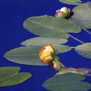 Waterlily