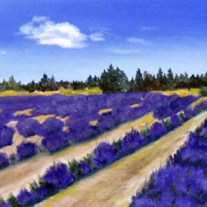Lavender at St Edouard de Kent