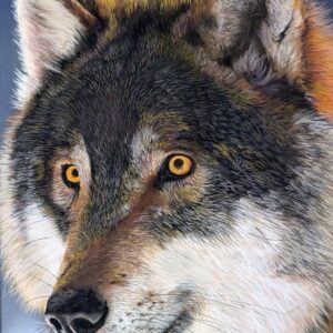 Wolf (Print)