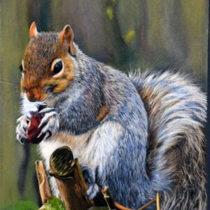 Grey Squirrel (Print)