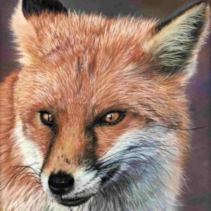 Red Fox