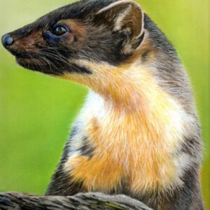 Pine Martin (Print)