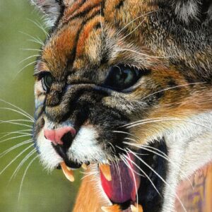 Cougar