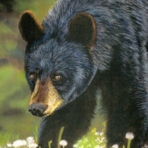 Black Bear (Print)