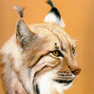 Lynx (Print)